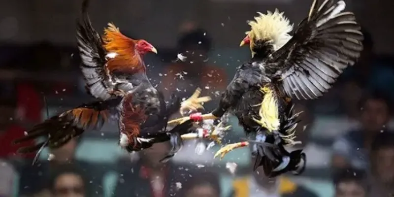 Các hình thức cá cược đá gà phổ biến hiện nay