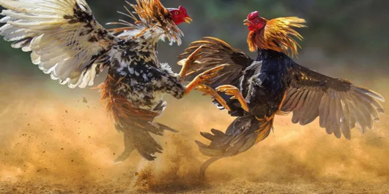 Chia sẻ kinh nghiệm thắng lớn khi cá cược đá gà online