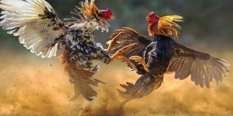 Tìm hiểu các loại kèo cược trong đá gà phổ biến nhất