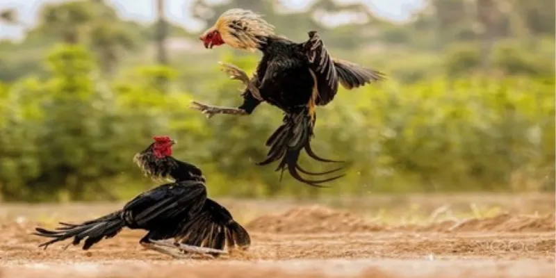 Hướng dẫn phân tích kèo đá gà chính xác để thắng lớn