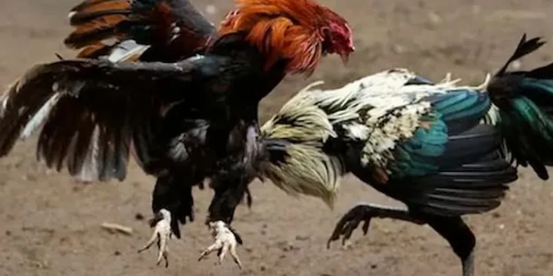 Tìm hiểu sự cuốn hút của trận đấu đá gà Philippines