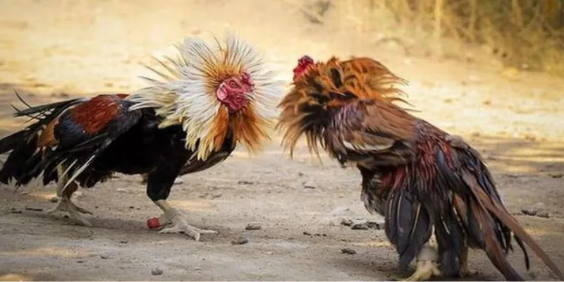 Hiểu rõ luật và quy định cá cược đá gà Philippines tại New88