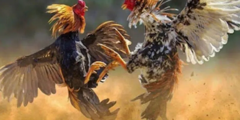 Cách chọn chiến kê vượt trội trong cá cược gà đá Philippines