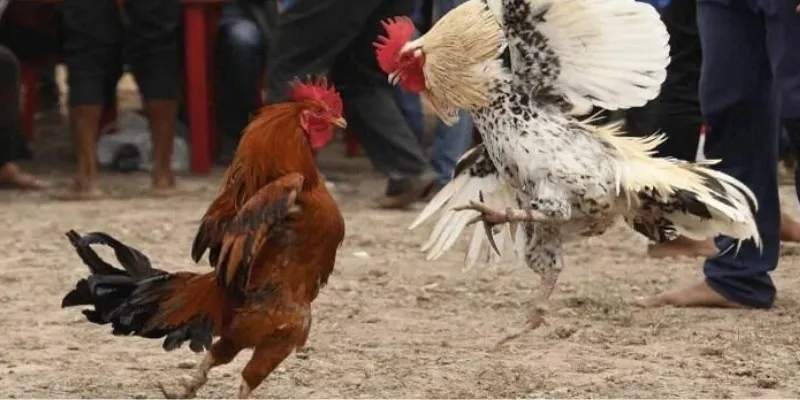 Tóm lược về đấu trường đá gà cựa dao tại New88