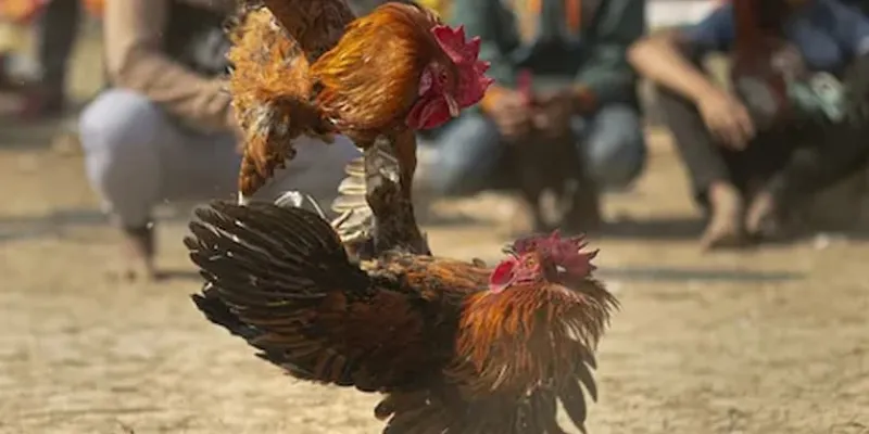 Các loại cá cược đá gà cựa dao nổi bật tại New88