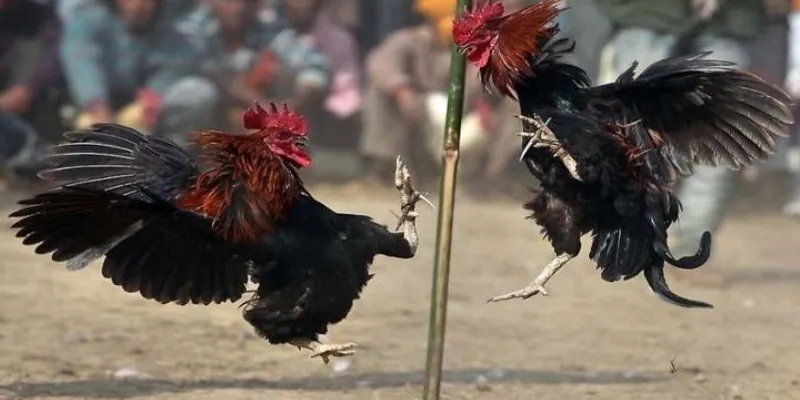 Mẹo cá cược đá gà cựa dao để đạt chiến thắng lớn tại New88
