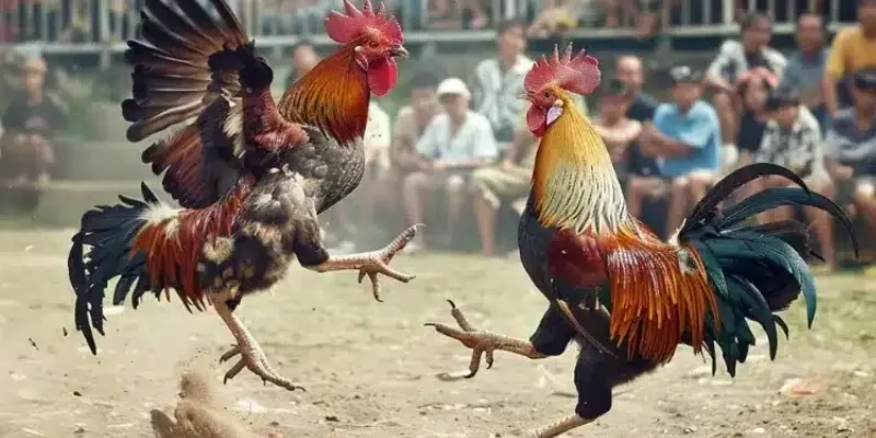 Các quy tắc và điều khoản trong các trận đá gà cựa sắt