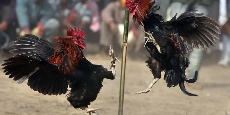 Cách chơi cá cược đá gà cựa sắt để thắng đậm