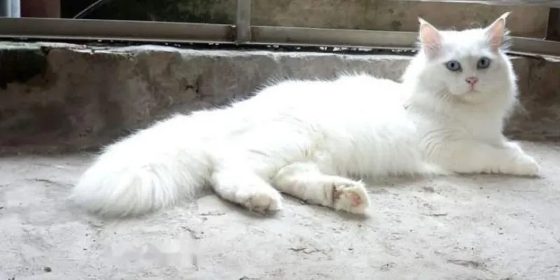 Nằm mơ thấy mèo trắng