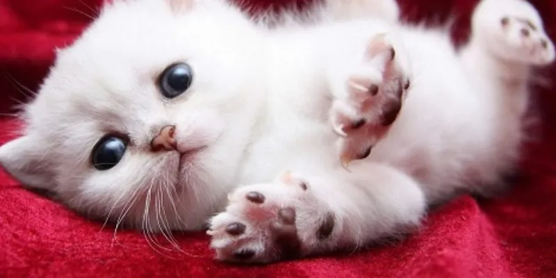 Những số lô đề tài lộc khi mơ thấy mèo