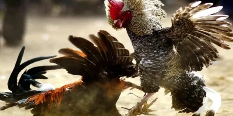 Chi tiết đầy đủ về các trận trực tiếp đá gà C1