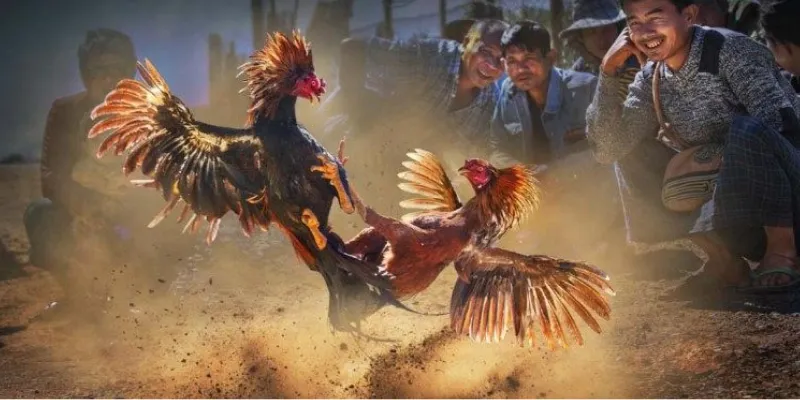 Bí quyết cá cược thông minh khi xem trực tiếp đá gà C1 