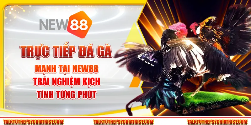 Trực tiếp đá gà mạnh tại New88 - Trải nghiệm kịch tính từng phút
