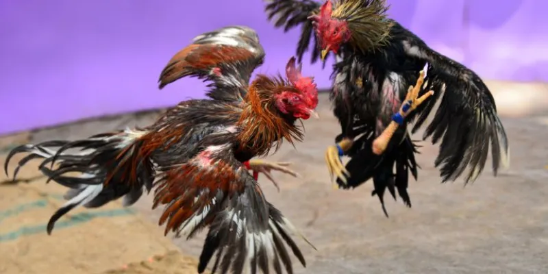 Những thông tin quan trọng của đá gà Campuchia