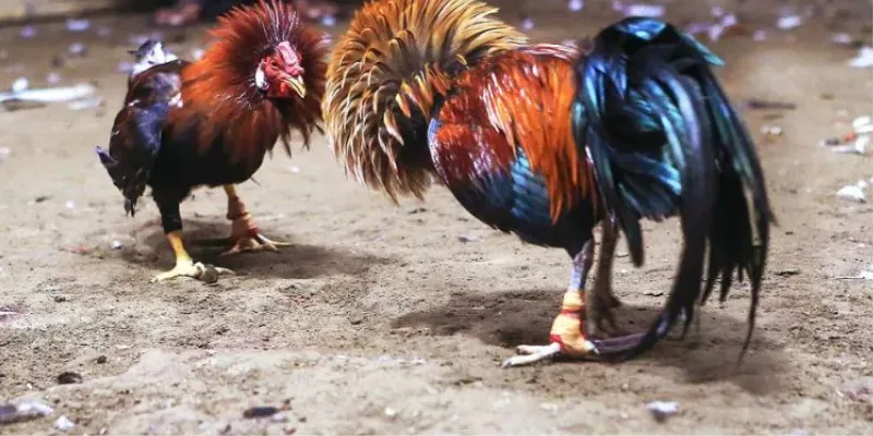 Tìm hiểu đầy đủ về quy trình tham gia đá gà Campuchia