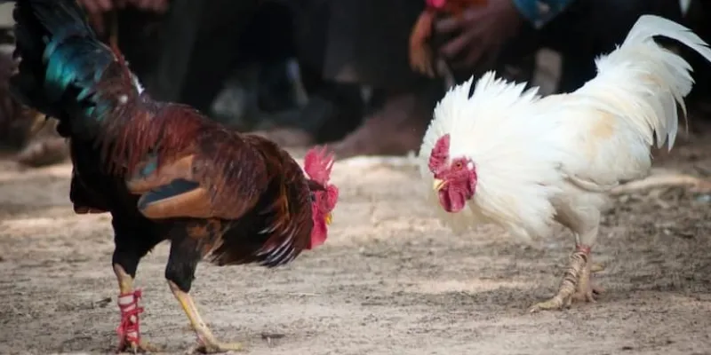 Những mẹo nhỏ giúp bạn thắng khi cá cược đá gà Campuchia