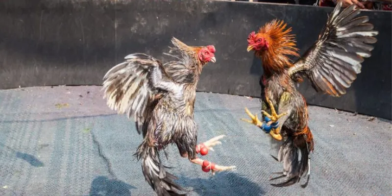 Cách nhận biết gà đá cựa sắt Thomo tốt và khỏe mạnh