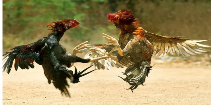 Đá gà livestream là gì và cách tham gia như thế nào?