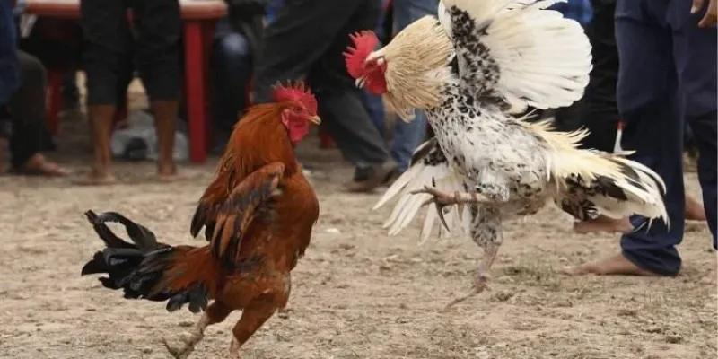 Hiểu rõ đầy đủ quy tắc chơi đá gà livestream