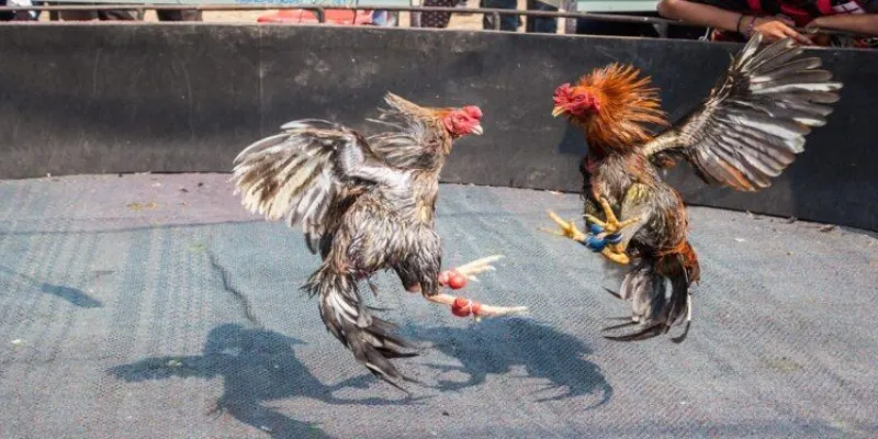 Phân tích các chiến lược giành chiến thắng trong đá gà livestream