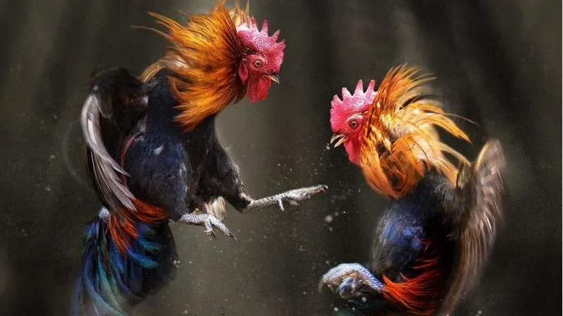 Đá gà tre thu hút người xem nhờ tốc độ và sự linh hoạt đỉnh cao