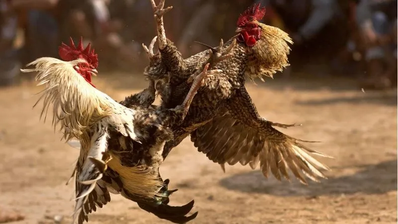 Đá gà tre nổi bật với các chiến kê nhỏ nhắn nhưng bền bỉ