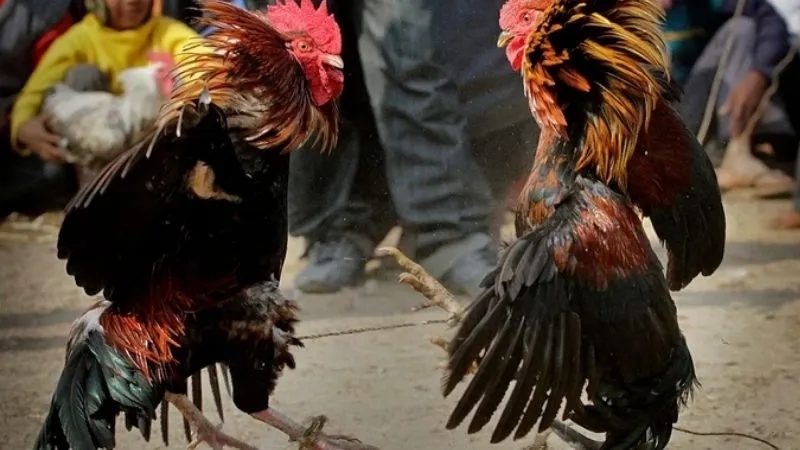 Đá gà tre hấp dẫn bởi những cú đá nhanh và đầy uy lực