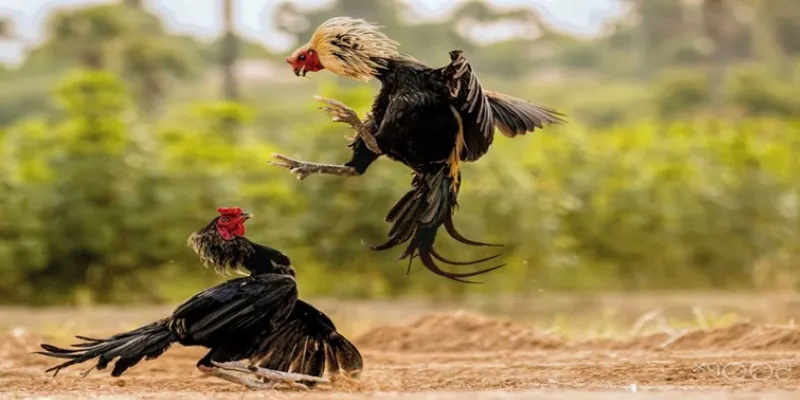 Mô tả chi tiết về các trận đấu đá gà trực tiếp C1 