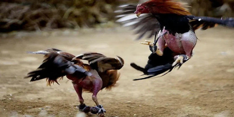 Các giống gà chiến nổi bật trong đá gà trực tiếp C1