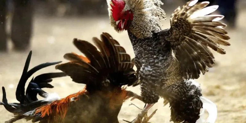 Mẹo cá cược giúp đạt thắng lợi lớn trong đá gà trực tiếp C1