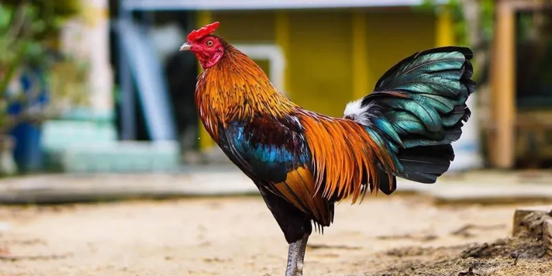 Ý nghĩa các màu sắc trong việc chọn mạng gà đá