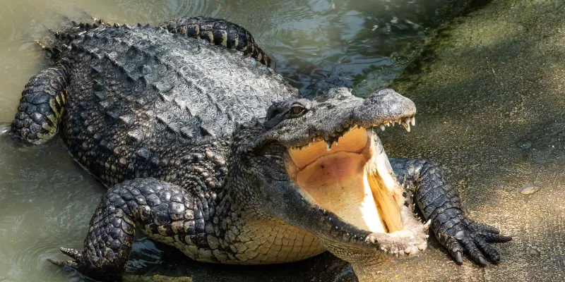 Nằm mơ thấy cá sấu tấn công mạnh mẽ