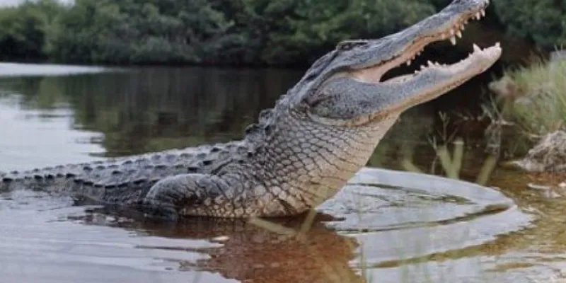 Mơ thấy giết cá sấu