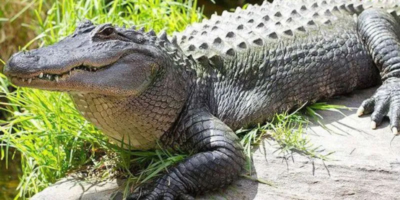 Nên đánh con số nào khi mơ thấy cá sấu?