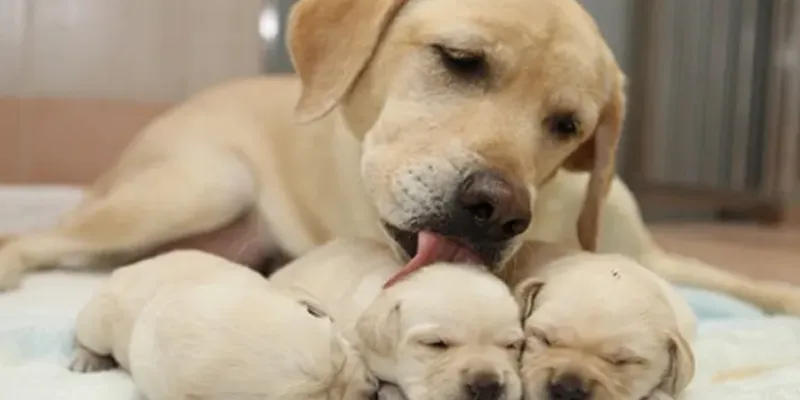 Mơ thấy chó sủa trong trạng thái vui vẻ