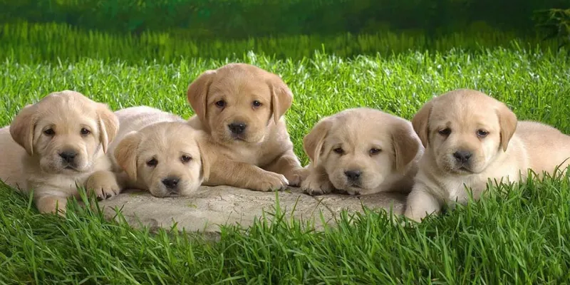 Nằm mơ thấy bị chó cắn hoặc chó đuổi