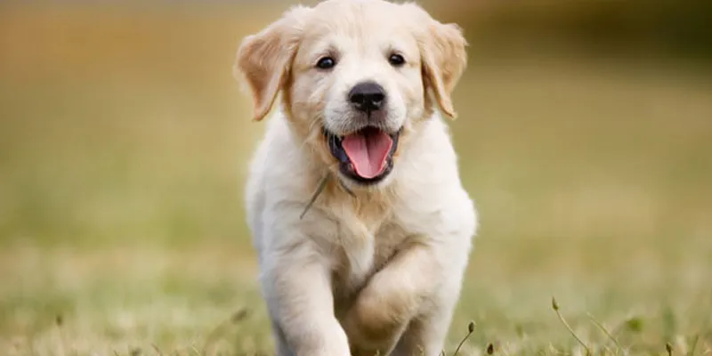 Gợi ý các con số đặc biệt từ giấc mơ thấy chó