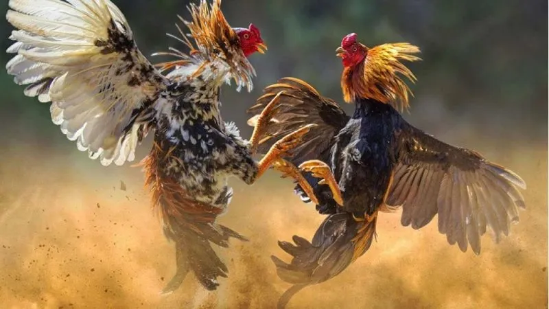 Trực tiếp đá gà là cơ hội trải nghiệm đỉnh cao nghệ thuật chọi gà