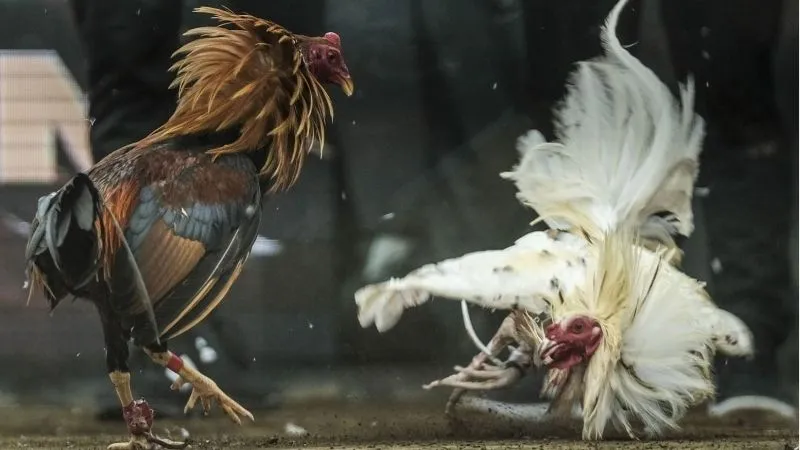 Trực tiếp đá gà thu hút đông đảo người xem với gà chiến mạnh mẽ