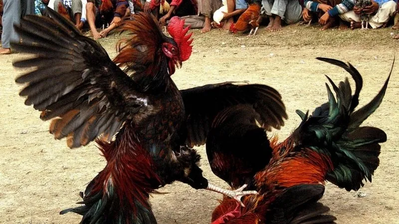 Trực tiếp đá gà CPC3 mang đến những trận đấu hấp dẫn và gay cấn