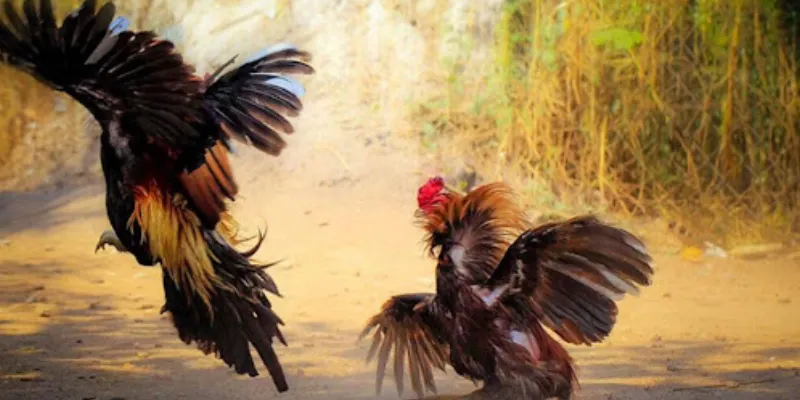 Tìm hiểu về các loại kèo cược khi tham gia đá gà trực tiếp mạnh