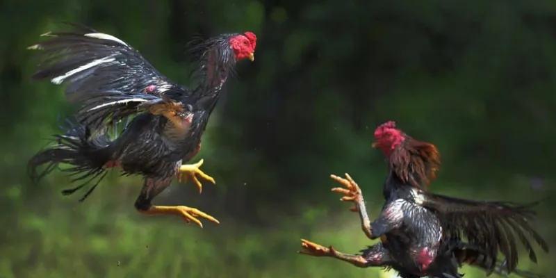 Top 5 giống gà chiến nổi bật nhất tại New88