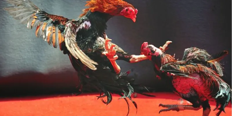 Bí quyết đặt cược hiệu quả trong các trận đá gà mạnh