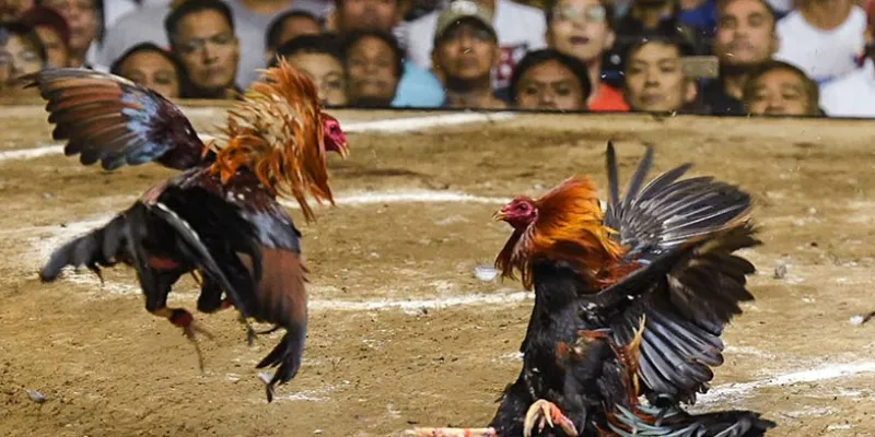 Tìm hiểu sơ lược về đá gà 888