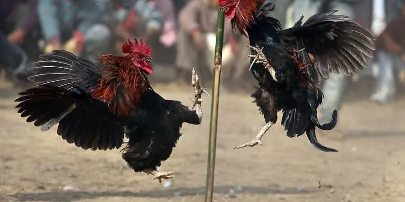 Những loại đá gà 888 được cung cấp tại New88