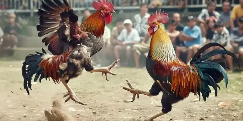 Các chiến lược để chiến thắng khi tham gia Đá Gà 888