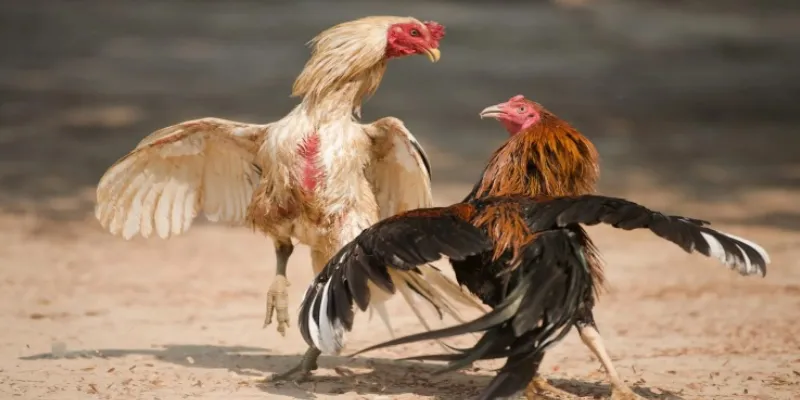 Trình bày thông tin về đá gà Thomo Campuchia