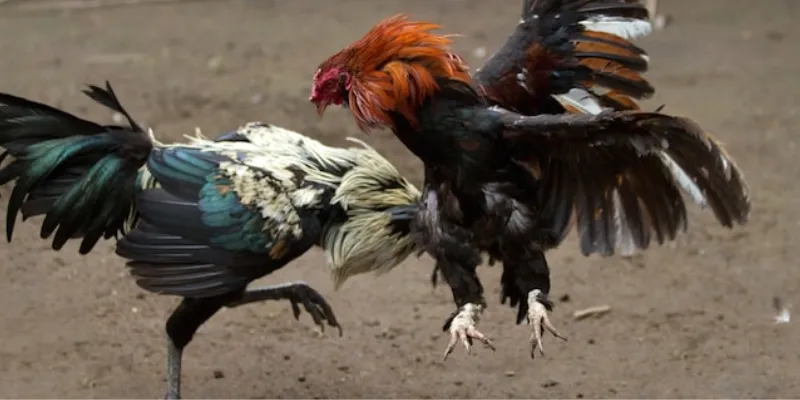 Các chiến thuật chọn gà thắng trong đá gà Thomo Campuchia