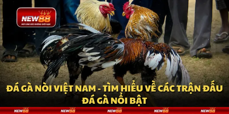Đá gà nòi Việt Nam - Tìm hiểu về các trận đấu đá gà nổi bật