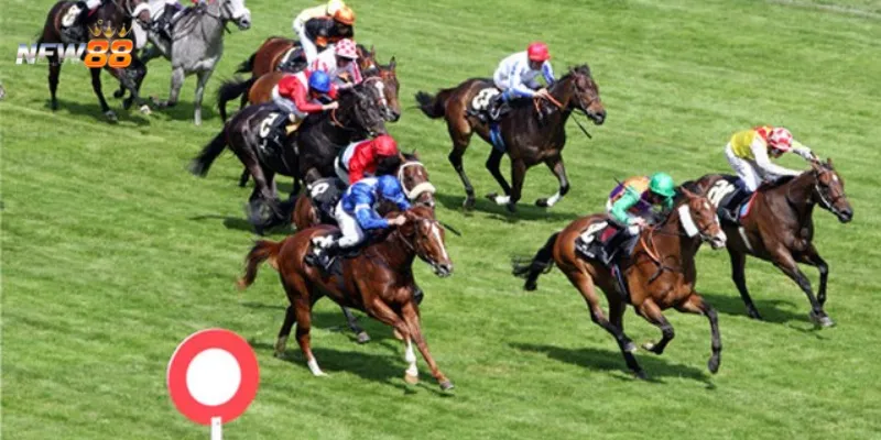 Mẹo cá cược đua ngựa giúp bạn chiến thắng lớn